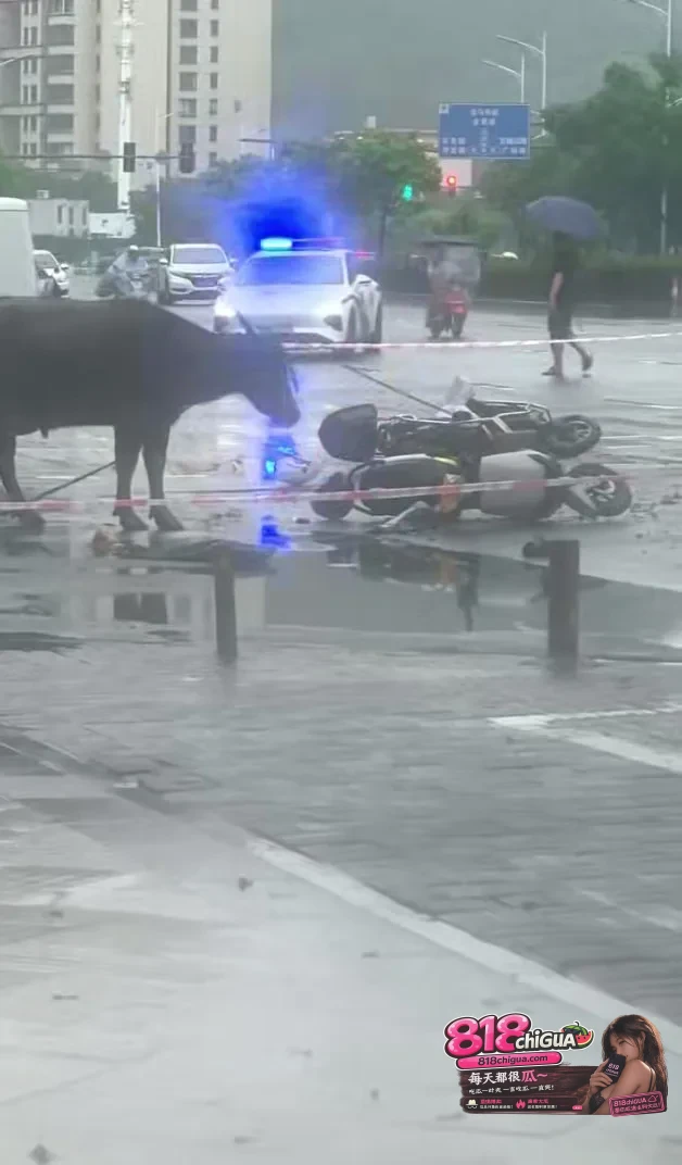 突发！宁德万安东路水牛失控连撞人车，警方紧急出手