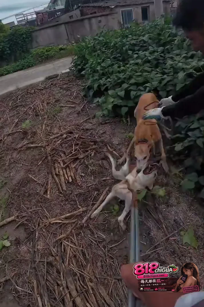 农村疯狗连伤数人！警方紧急出动“猎犬之王”，灵缇犬硬核出击秒制服