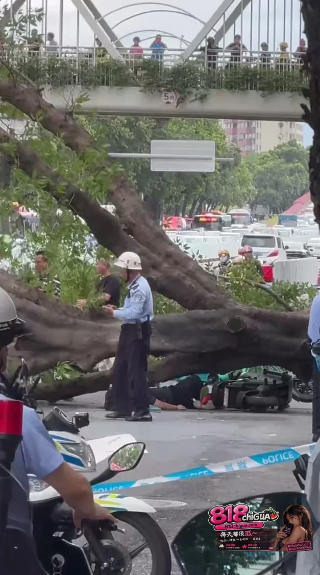 广州鹤洞路数十年老树突发倒伏!砸中骑车母子,下班高峰街坊合力抬树锯木生死营救!