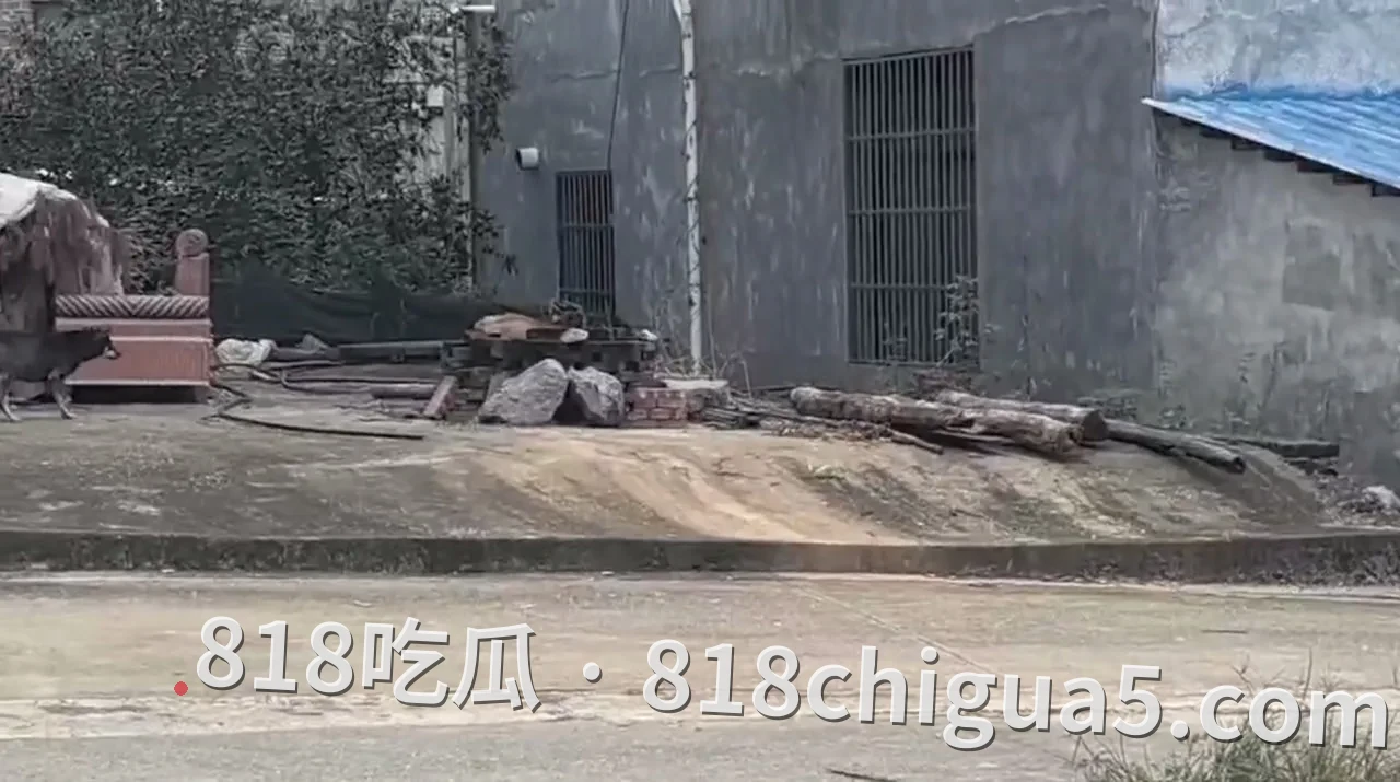 紧急扩散!湖南株洲朱李村惊现“疯狗”连环伤人,见人就咬,村民出行千万小心!