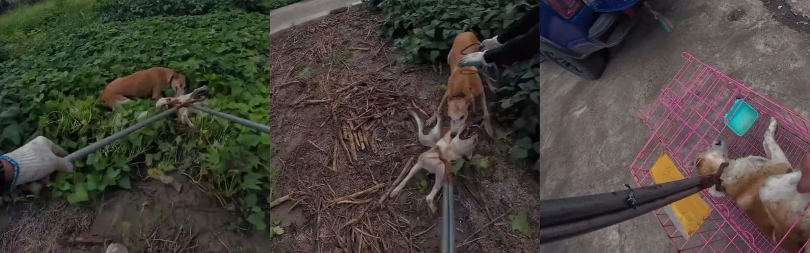 农村疯狗连伤数人！警方紧急出动“猎犬之王”，灵缇犬硬核出击秒制服