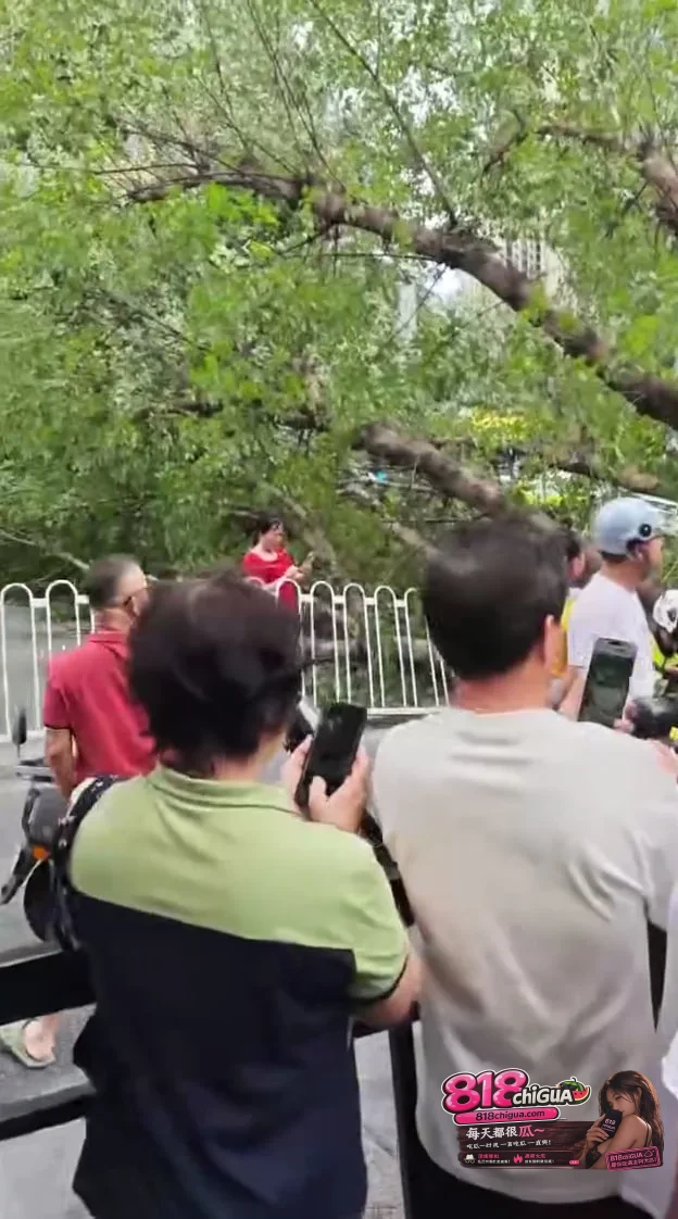 广州鹤洞路数十年老树突发倒伏!砸中骑车母子,下班高峰街坊合力抬树锯木生死营救!