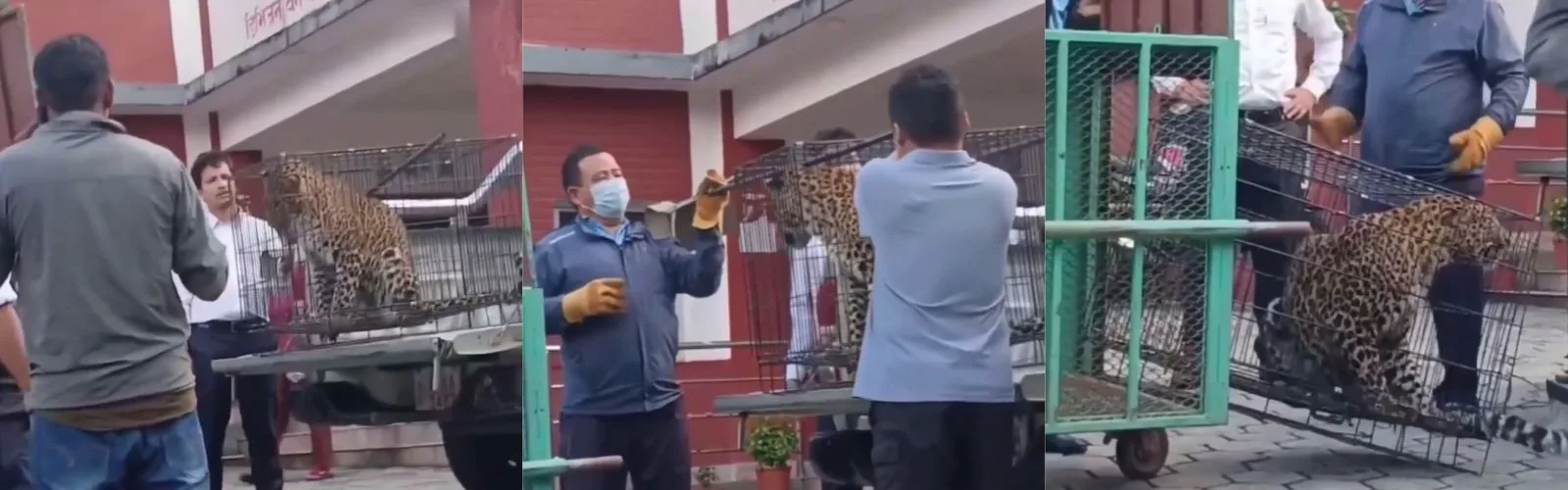 尼泊尔拉姆琼县豹子逃脱，森林工作者转移意外失误引发安全危机