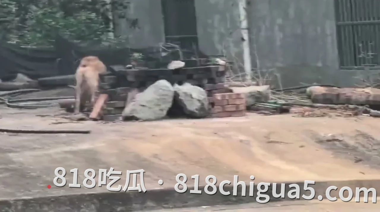 紧急扩散!湖南株洲朱李村惊现“疯狗”连环伤人,见人就咬,村民出行千万小心!
