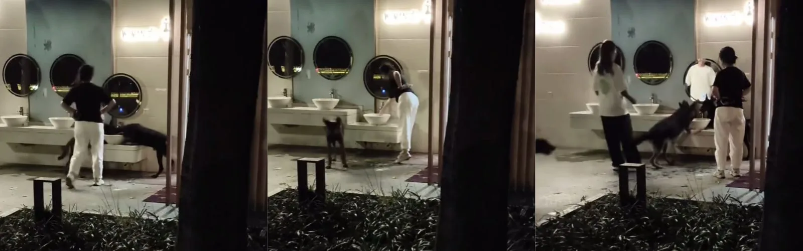 深夜遛狗大型犬不牵绳冲进中国卫生间洗手池疯狂“戏水”！小区居民目击惊呼：这些巨兽到底是来玩的还是来祸害全家的？