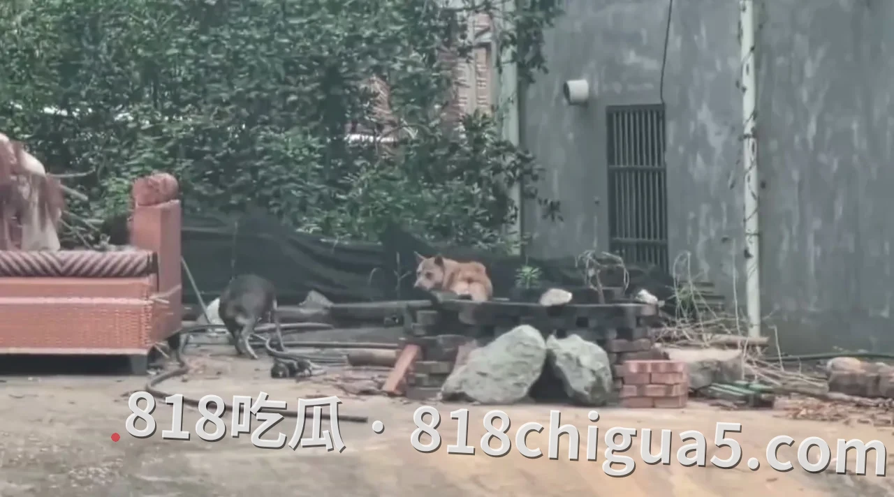 紧急扩散!湖南株洲朱李村惊现“疯狗”连环伤人,见人就咬,村民出行千万小心!