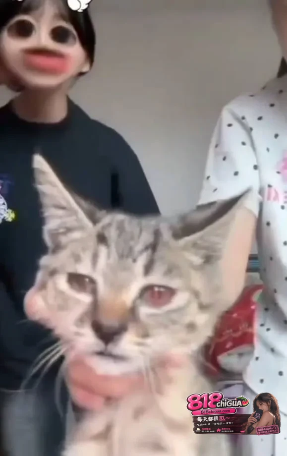 可以不爱,请别伤害!快手虐猫视频引发众怒!两名女生直播对猫咪实施伤害,事后狡辩称“猫咪患猫瘟”才这样的,网友质疑并要求道歉!