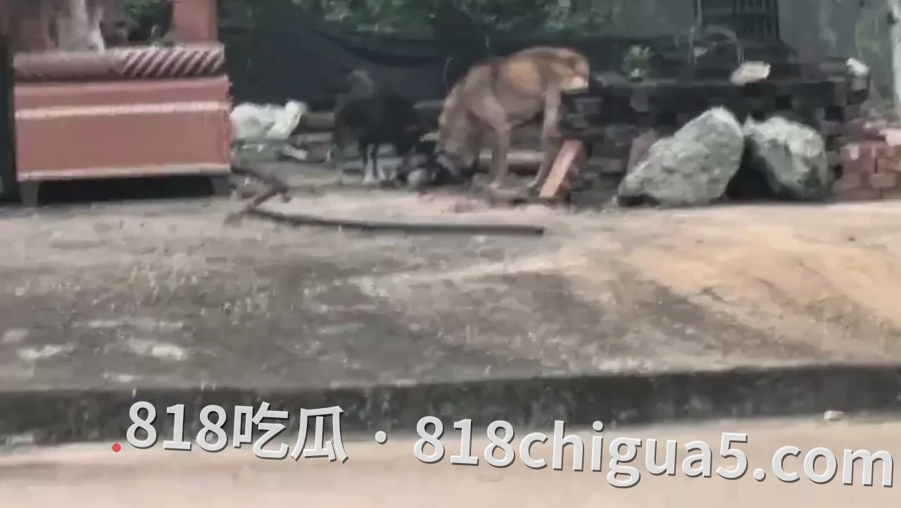 紧急扩散!湖南株洲朱李村惊现“疯狗”连环伤人,见人就咬,村民出行千万小心!