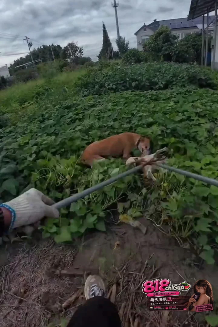 农村疯狗连伤数人！警方紧急出动“猎犬之王”，灵缇犬硬核出击秒制服